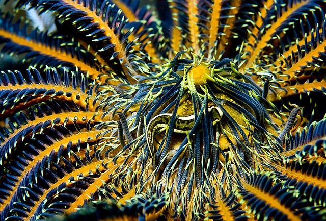 crinoids