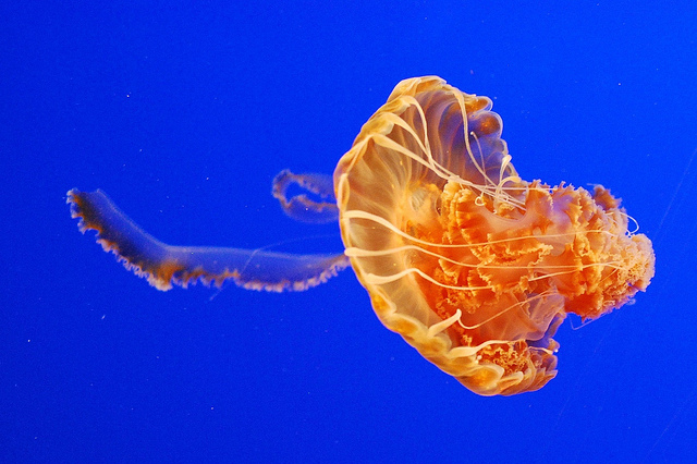 jellyfish