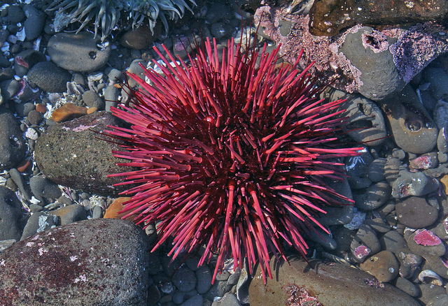 sea urchins
