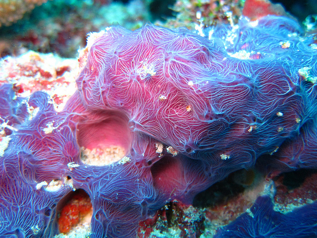 sponge ocean