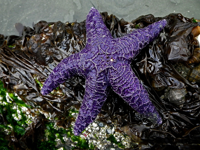 starfish