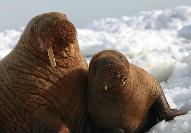 walruses