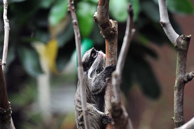tropical rainforest animals