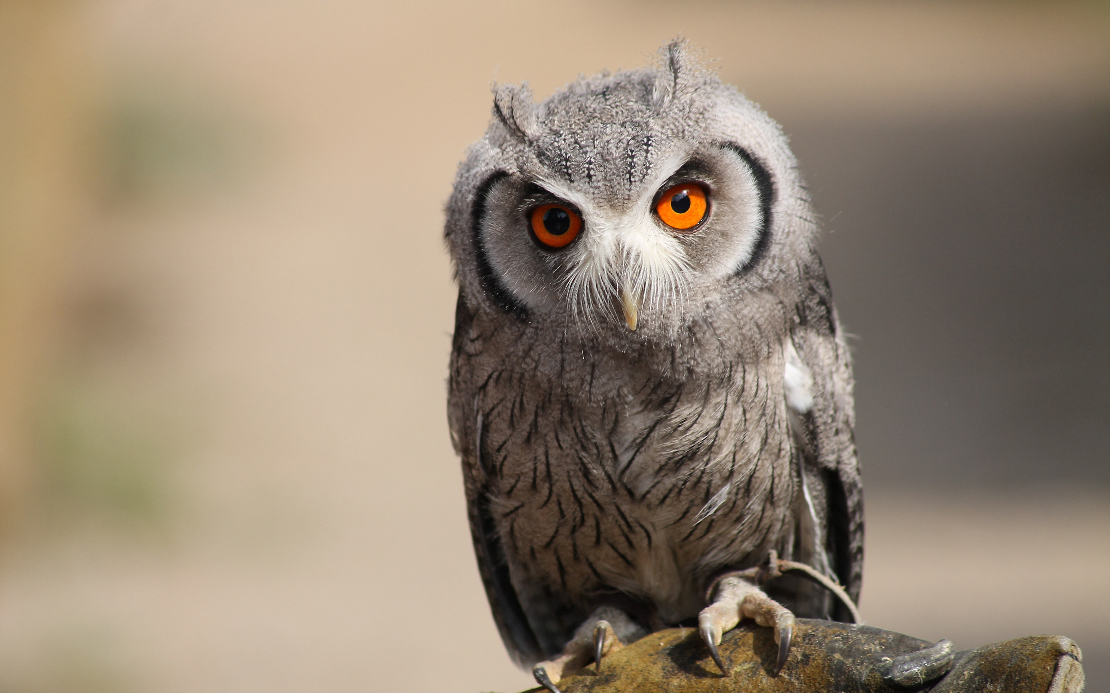 Animals___Birds_Scops_Owl_060802_