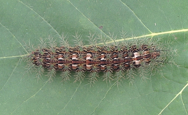 Lonomia_Obliqua_6