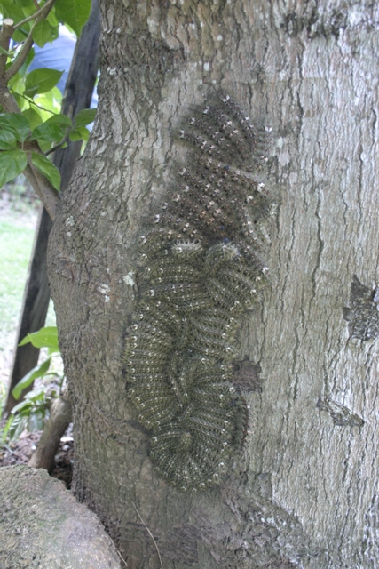Lonomia_Obliqua_8