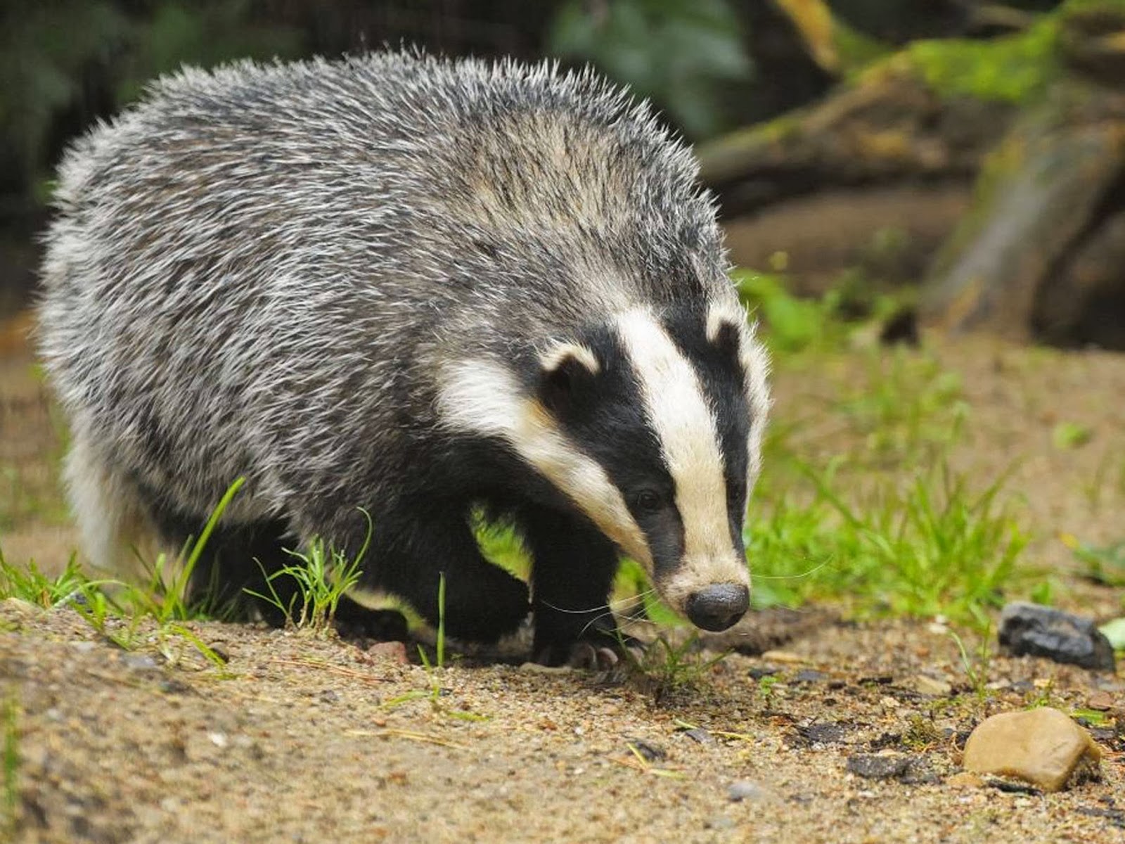 badger14