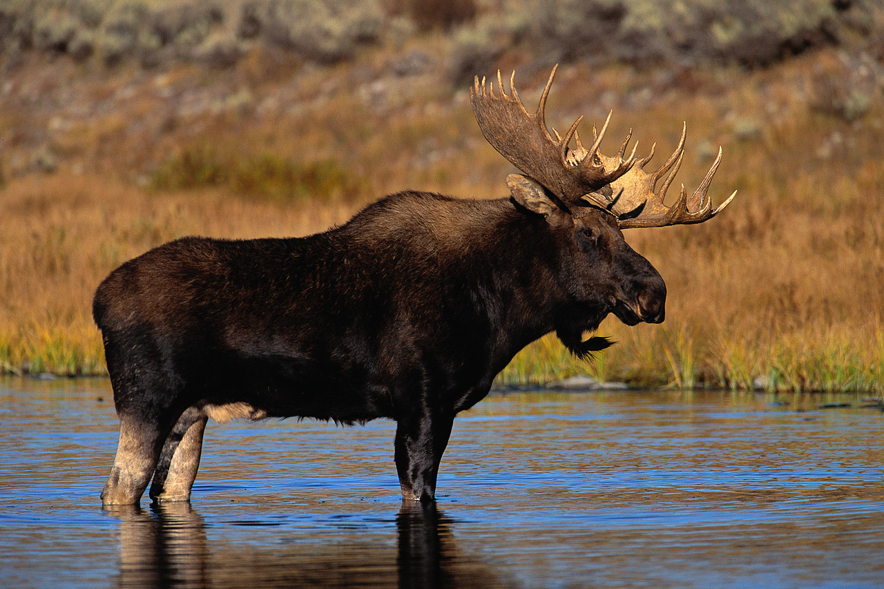 Moose Standing in Water ca. 1990's North America