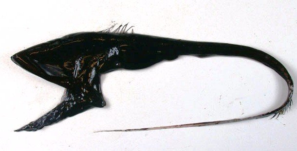 samye-neobychnye-zhivotnye-so-strannymi-proporciyami-tel-16