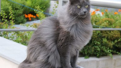 Кошка Нибелунг
