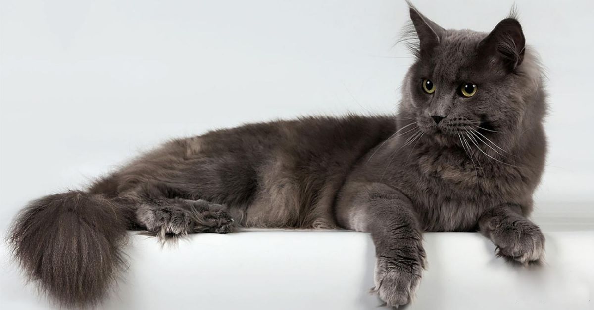 Кошка Нибелунг