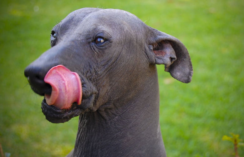 Xoloitzcuintli